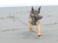 Wyatt on Samoa Beach Eureka, CA