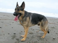 Wyatt on Samoa Beach Eureka, CA