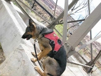 Wyatt checks out Old Dewey Bridge, Utah Wyatt checks out Old Dewey Bridge, Utah