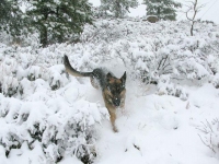 Wyatt enjoys May snow at Jerry's Acres