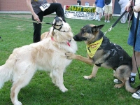 Wyatt and Rhys at Larimer County Humane Society Pet Expo