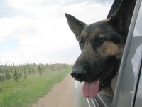 Rocky Mountain High Road Dawg Wyatt