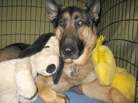 Wyatt with his Peanuts Plush Toys Wyatt with his Peanuts Plush Toys