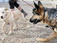 Wyatt waits for low cost vaccination with Slabber dogs.