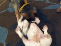 Wyatt and Zoe play at Blog Paws