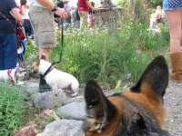 Wyatt at Lake City Fourth of July Parade
