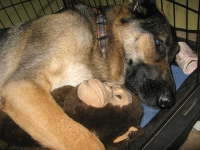 Wyatt Loves Touch Monkey