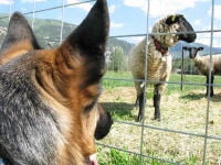 Wyatt says goodbye to Vickers Ranch sheep