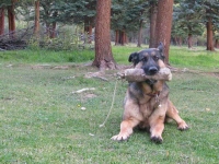 Wyatt rests in Vickers Ranch horse pasture