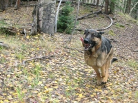 Tripawd GSD Wyatt Running at Vickers Upper Ranchupperranch01