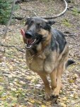 Tripawd GSD Wyatt Running at Vickers Upper Ranchupperranch01