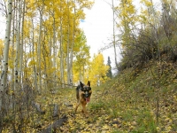 Tripawd GSD Wyatt Running at Vickers Upper Ranchupperranch01
