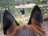 Tripawd GSD Wyatt Fishing at Vickers Upper Ranchupperranch01