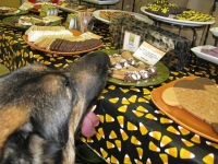 Wyatt Likes Treats Unleashed in Columbia, MO