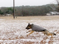 Wyatt runs in Ruff Wear Sweater at Luckenbach, Texas.
