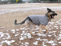 Wyatt runs in Ruff Wear Sweater at Luckenbach, Texas.
