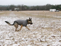 Wyatt runs in Ruff Wear Sweater at Luckenbach, Texas.