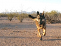 Wyatt runs in Ruff Wear Grip Trex boots in Arizona desert.