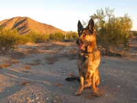 Wyatt Enjoys Quartzsite Arizona Desert Morning