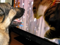 Wyatt Watches Kittens Halftime Show on Puppy Bowl