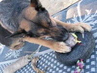 Wyatt enjoys DIY dog mind game.
