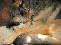 Wyatt hugs remaining rear leg.