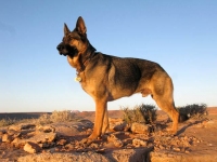 Wyatt watches over Goosenecks State Park, Utah