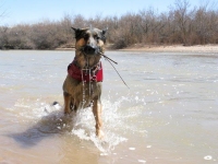 Wyatt swims at Sand Island near Bluff Utah