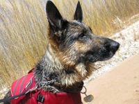 Wyatt watches over Goosenecks State Park, Utah