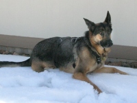 Wyatt plays in snow at Jerry's Acres