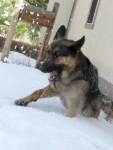 Wyatt plays in snow at Jerry's Acres