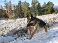 Wyatt plays in snow at Jerry's Acres