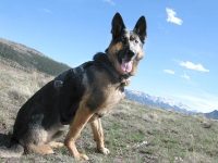 Wyatt at Vickers Upper Ranch, Lake City CO