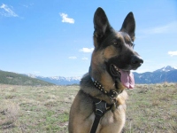 Wyatt at Vickers Upper Ranch, Lake City CO