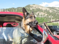 Wyatt Workamping at Colorado Ranch