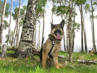 Wyatt Workamping at Colorado Ranch