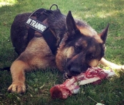 Wyatt enjoys fresh Elk in Paonia, CO