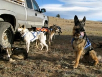 Running with the Odaroloc Sled Dogs