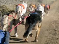 Running with the Odaroloc Sled Dogs