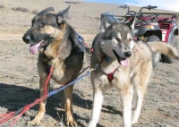 Running with the Odaroloc Sled Dogs