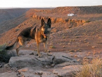 Wyatt on Watch at Goosenecks State Park