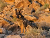 Wyatt on Watch at Goosenecks State Park