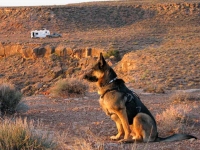 Wyatt on Watch at Goosenecks State Park