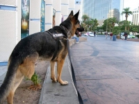 Wyatt Ray Dawg Patrols the Vegas Strip