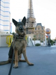 Wyatt Ray Dawg Patrols the Vegas Strip