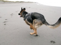 Wyatt at Samoa Beach Eureka CA