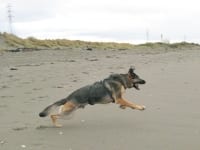 Wyatt at Samoa Beach Eureka CA