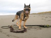 Wyatt at Samoa Beach Eureka CA