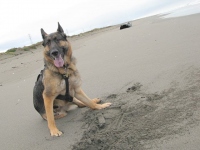 Wyatt at Samoa Beach Eureka CA