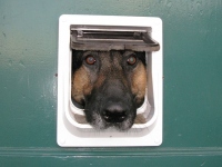 Wyatt at the Cat Door